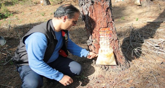 Yalova’da reçine hasadına başlandı