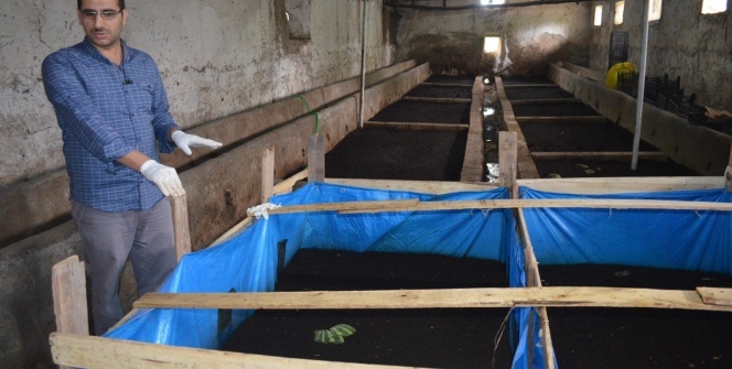 Solucanlardan doğal gübre üretiyor