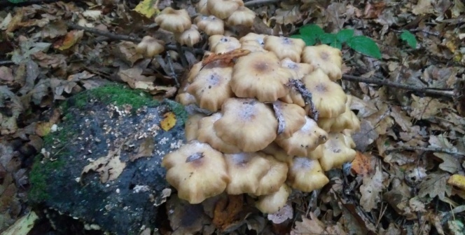 Böyle gözüktüğüne bakmayın! Faciaya yol açtı...