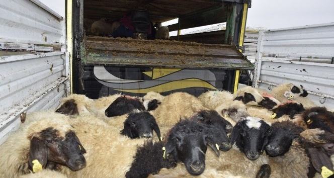 Genç çiftçilere 238 koyun dağıtıldı