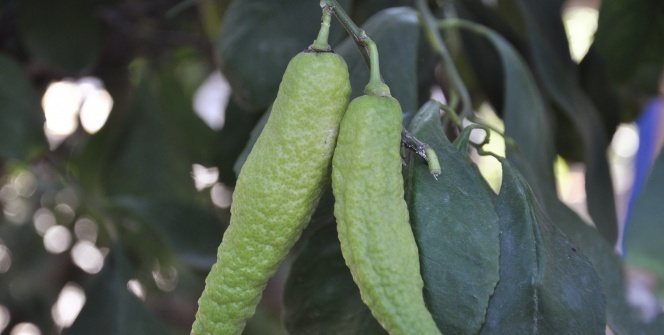 Görenler biber sanıyor ama...