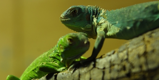 Görenleri şaşkına çeviren olay...47 yavrusu birden oldu