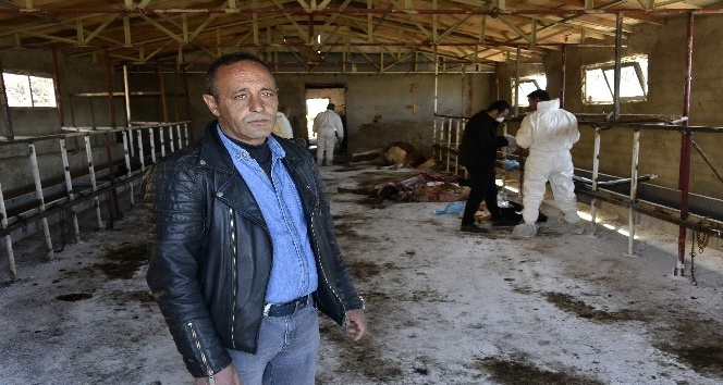 O ahırda dün gece 2 hayvan daha telef oldu