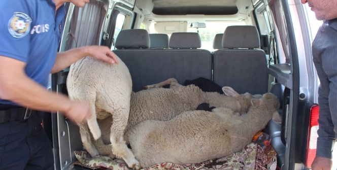 Koyun çaldılar, 'sünnet düğünü yapacaktık' dediler