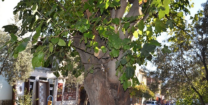 Görenler şaşkınlığını gizleyemiyor! Bir gövdede iki farklı ağaç