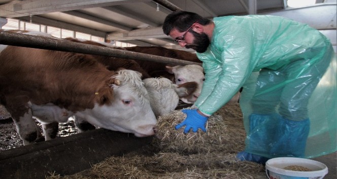 Kurduğu çiftlikte ithal ettiği hayvanlarla, yıllık 260 ton süt üretiyor