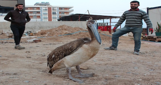 Yorgun düşen pelikana inşaat işçileri sahip çıktı