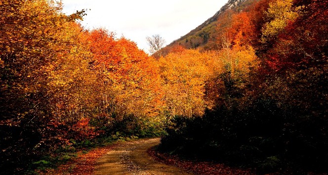 Türkiye’nin en büyük blok ormanlarını barından Yenice’de sonbahar güzelliği