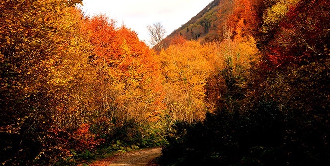 Türkiye’nin en büyük blok ormanlarını barından Yenice’de sonbahar güzelliği