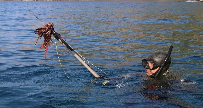 Antalya’da zıpkıncılar, işgalci ve zehirli ’Aslan Balığı’ için daldı