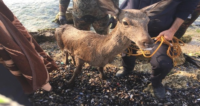 Denizden itfaiyenin kurtardığı geyik telef oldu