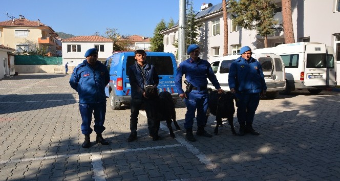 Jandarma keçi hırsızlarını yakaladı