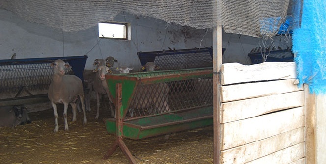 Yer: Tekirdağ... Her şey koyunlar geri dönünce ortaya çıktı