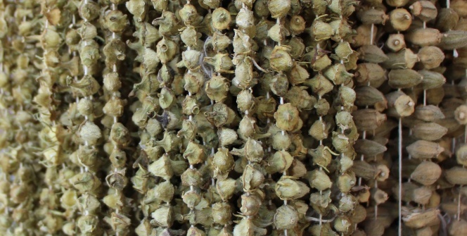 Herkes onu çeyrek altına benzetiyor! Altın gibi değer kazanıyor