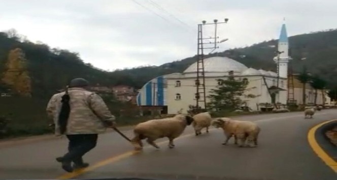 Koyunların boynuzlu aile kavgası kameralarda