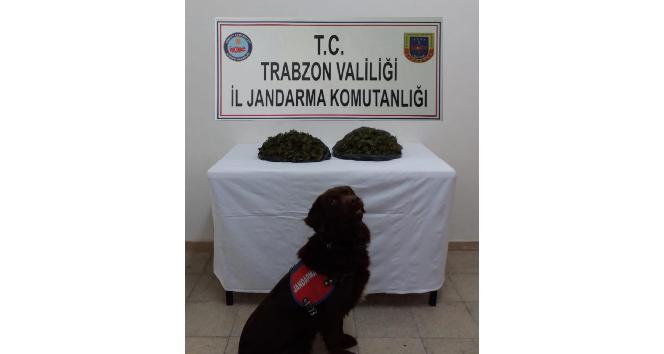 Jandarmanın narkotik köpeği ‘Çakıl’ uyuşturucu operasyonunda dedektör görevinde