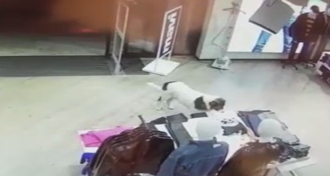 Sevimli köpek AVM’den tişört çalarken kameralara yakalandı