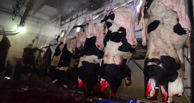Et Ve Süt Kurumu Aksaray'da Hayvan Kesimine Başladı Aksaray