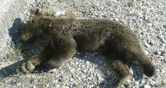 Aracın çarptığı yavru ayı sergileniyor