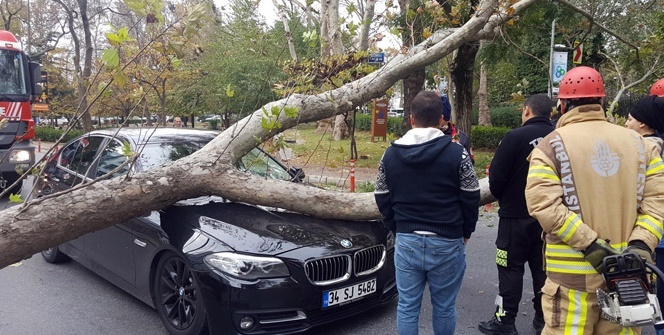 Ağaç seyir halindeki aracın üzerine devrildi, anne oğul ölümden döndü