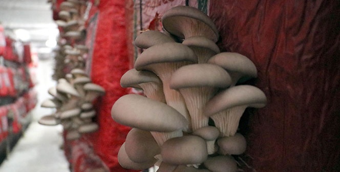 Hobi olarak başladılar, talepleri yetiştiremiyorlar