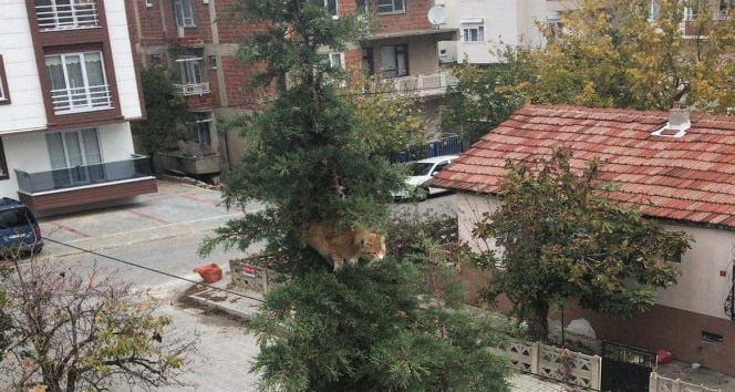 Ağacın tepesinde kedi kurtarma operasyonu