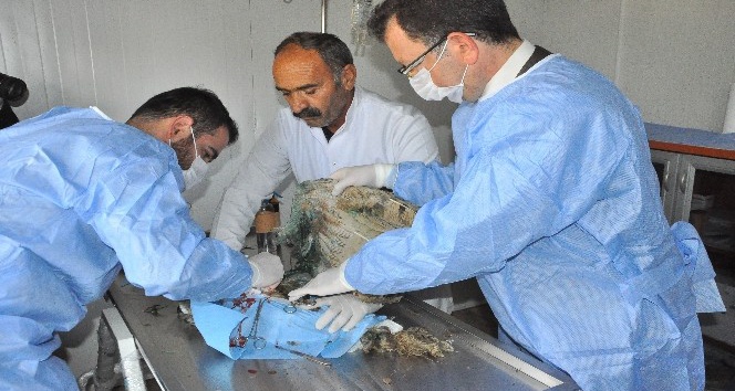 Yaralı baykuşu rektör ameliyat etti