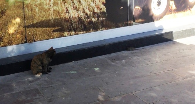Kırşehir’de kedinin fare ile oyunu kameralara yansıdı