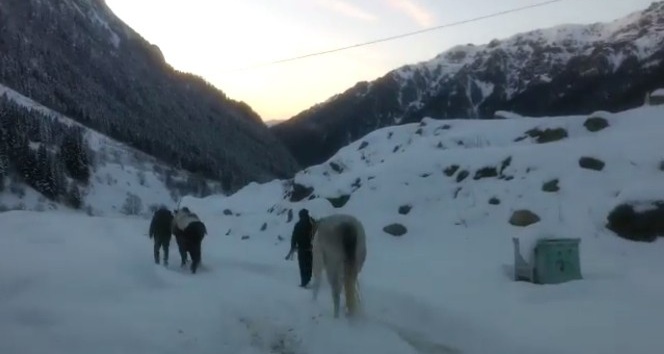 Rize’de yaylada terk edilen 2 at donmak üzereyken kurtarıldı