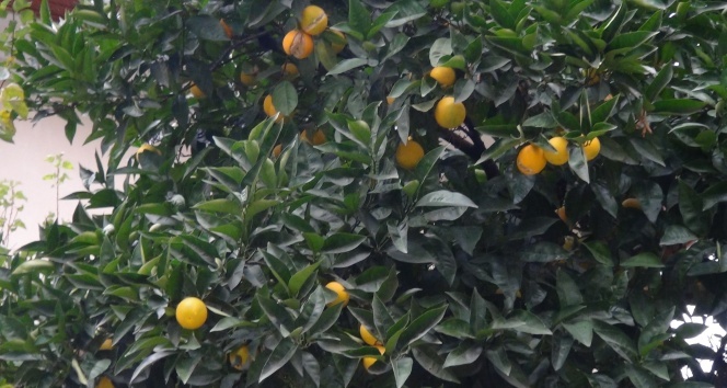 Taksim’in göbeğindeki portakal ağacı görenleri şaşkına çevirdi