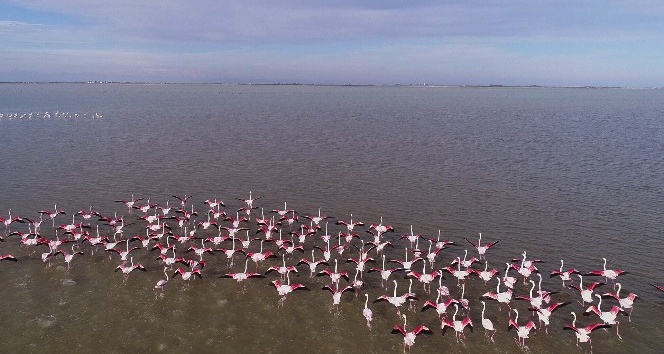Göçmen kuşların kışlık mekanı Çukurova Deltası flamingolarla renklendi