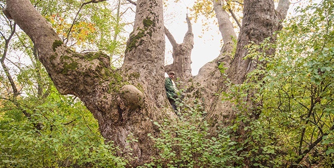 Tam 600 yaşında olduğu düşünülüyor... Yeni keşfedildi