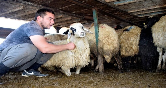 Kozluk’ta 12 aileye 408 koyun verildi