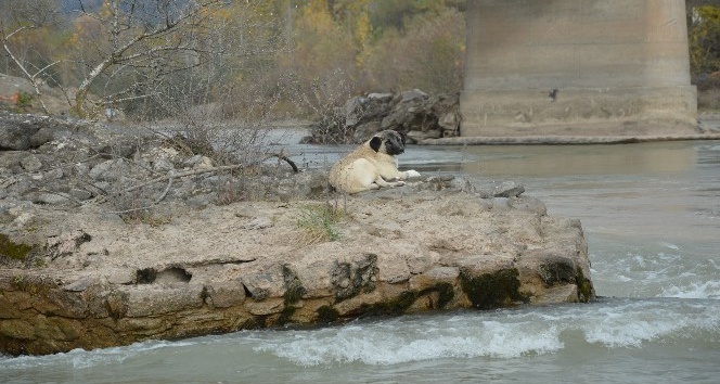 Nehrin ortasında mahsur kalan köpek, kurtarma ekiplerine zor anlar yaşattı