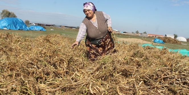220 yıl önce Rusya'dan getirdiler! Büyük rağbet görüyor
