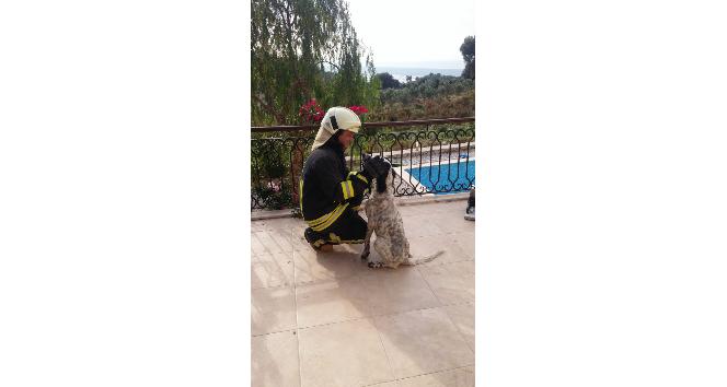 Balkon korkuluğa sıkışan köpeği itfaiye kurtardı
