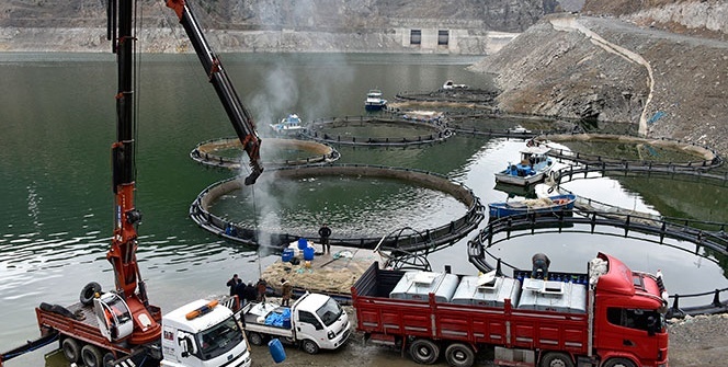 12 bin nüfuslu ilçeden milyon nüfuslu ülkelere balık ihracatı!