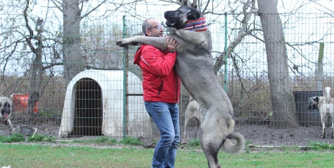 Kangal otomobilleri solladı