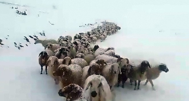 Kar aniden bastırınca çoban ve sürüler 6 gün mahsur kaldı