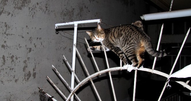 Balkon korkuluklarına saplanan kediyi itfaiye kurtardı