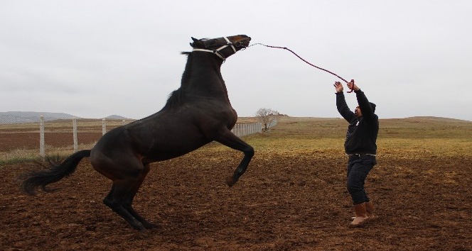 Şampiyon atlar Sivas’ta yetiştiriliyor