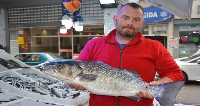 Balıkçılara 8 kiloluk levrek sürprizi