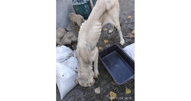 Yavruları ile birlikte sokağa terk ettiler, hayvanseverler sahip çıktı