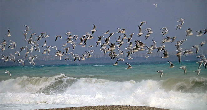 Dünyaca ünlü sahilde martı istilası