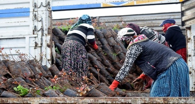Sason’da 20 bin fıstık fidanı dağıtıldı