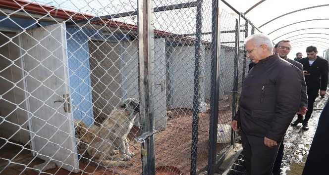 Erzincan Belediye Başkanı Cemalettin Başsoy Hayvan Bakım Evi’ni denetledi