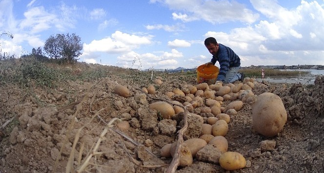 Afyonkarahisar patates üretiminde 3. sırada