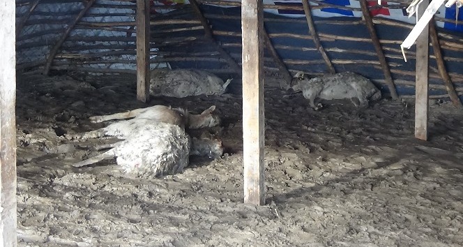Edirne’deki sel felaketinde çok sayıda koyun telef oldu