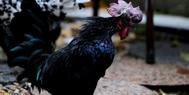 Tavukları podyuma hazırlıyor