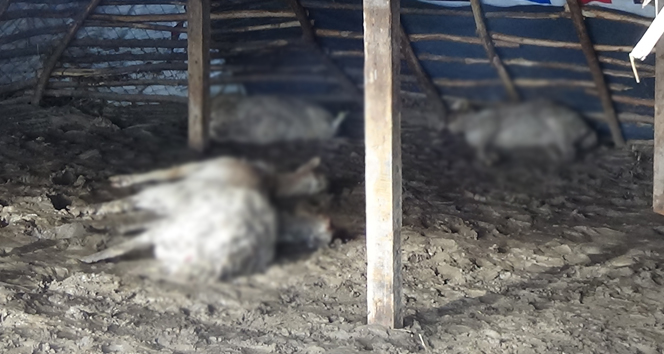 Edirne’deki sel felaketinde çok sayıda koyun telef oldu